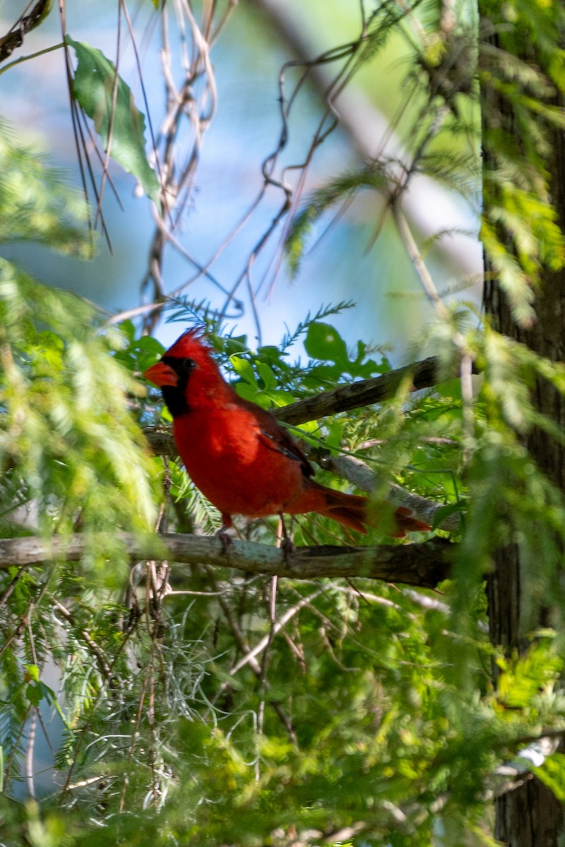 Northern Cardinal (Common) - ML624051233