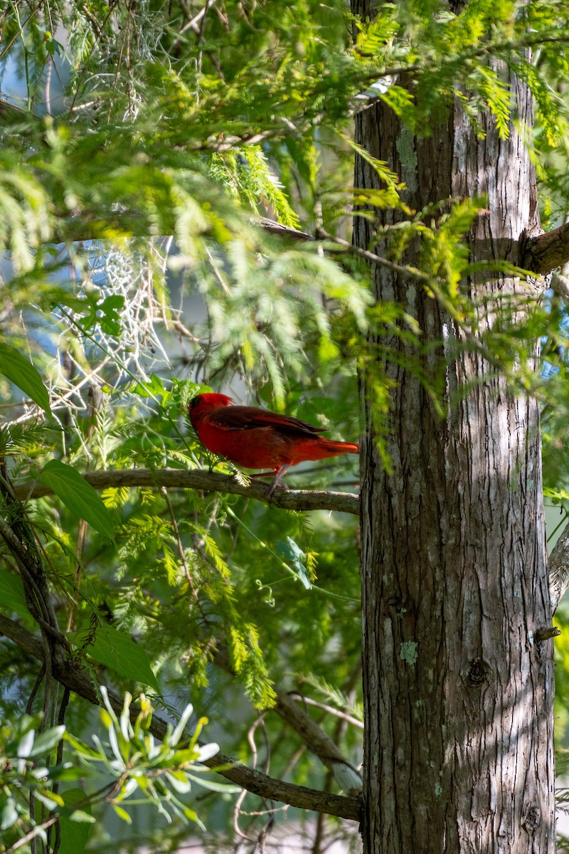 Northern Cardinal (Common) - ML624051234