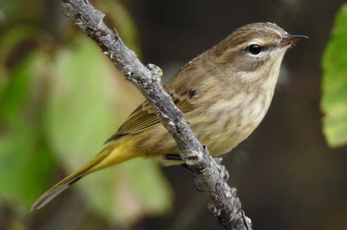 Reinita Palmera (palmarum) - ML624051261