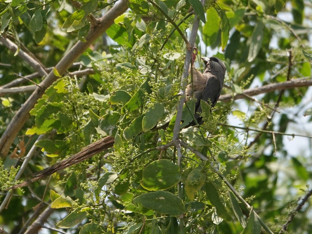 Blue-naped Mousebird - Liz Soria