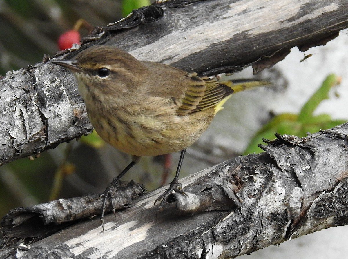 Reinita Palmera (palmarum) - ML624051276