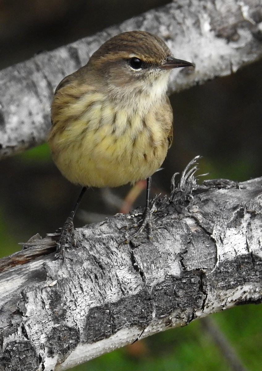 Reinita Palmera (palmarum) - ML624051284