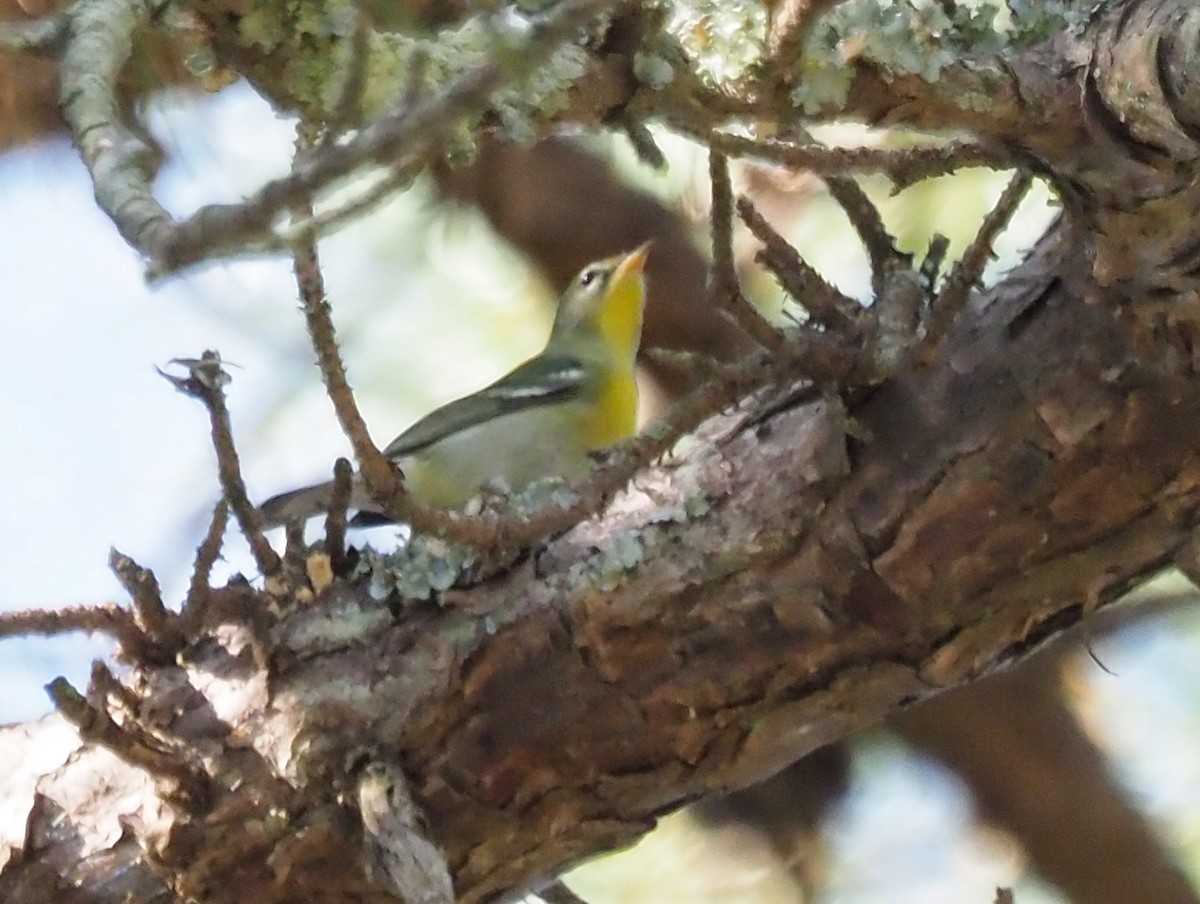 Northern Parula - ML624051285