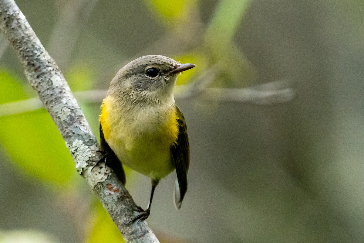 American Redstart - ML624051298