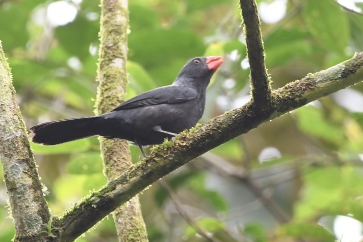 Black-throated Grosbeak - ML624051306