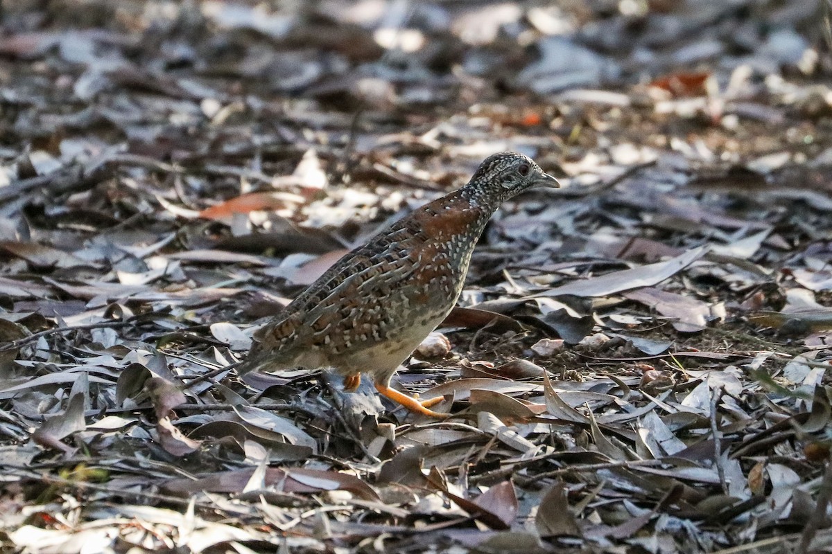 Painted Buttonquail - ML62405131