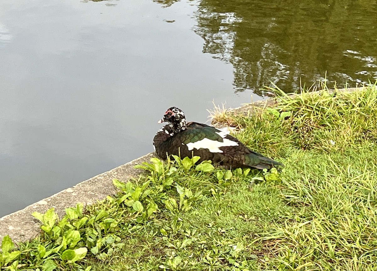 Muscovy Duck (Domestic type) - ML624051325