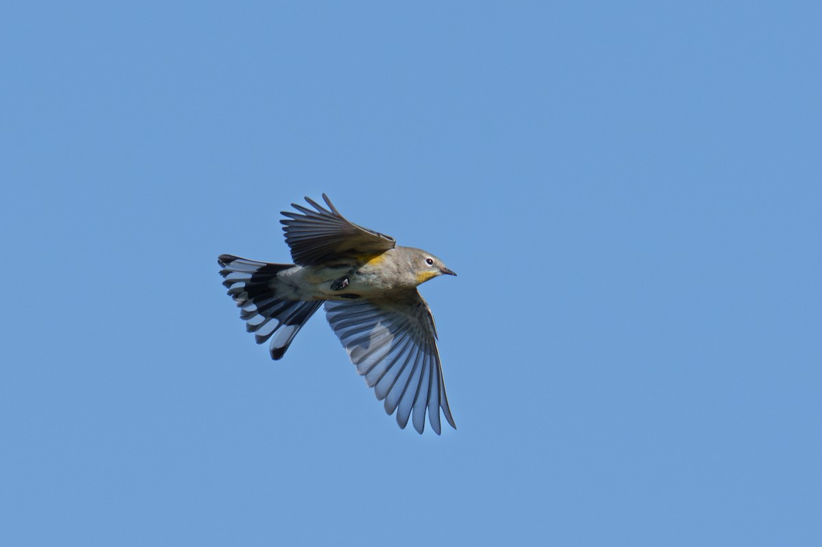 Yellow-rumped Warbler (Audubon's) - ML624051329