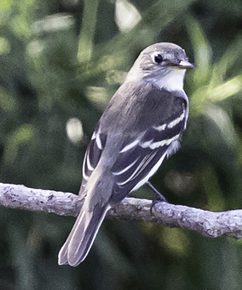 Least Flycatcher - ML624051337