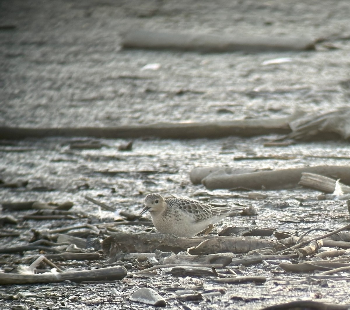 Buff-breasted Sandpiper - ML624051349