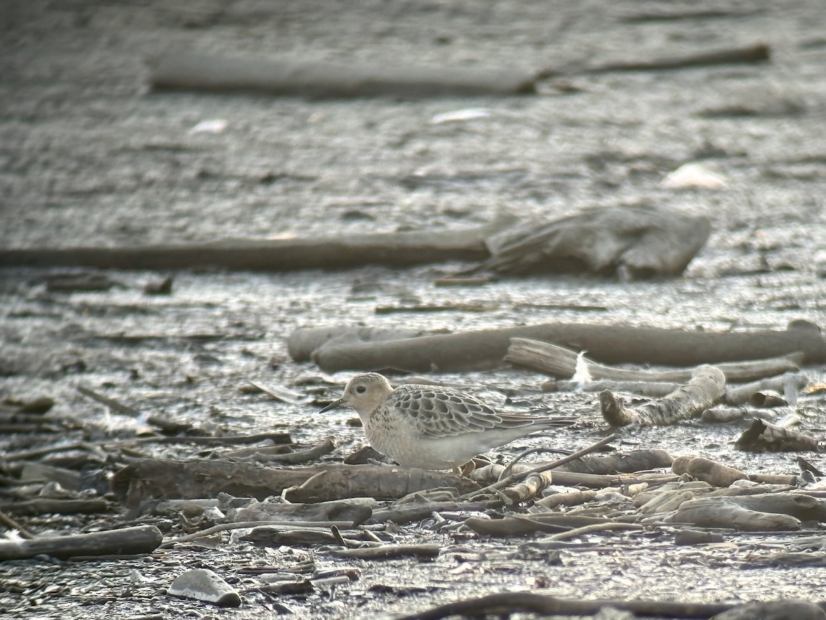 Buff-breasted Sandpiper - ML624051350