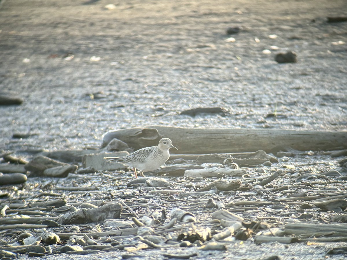 Buff-breasted Sandpiper - ML624051351