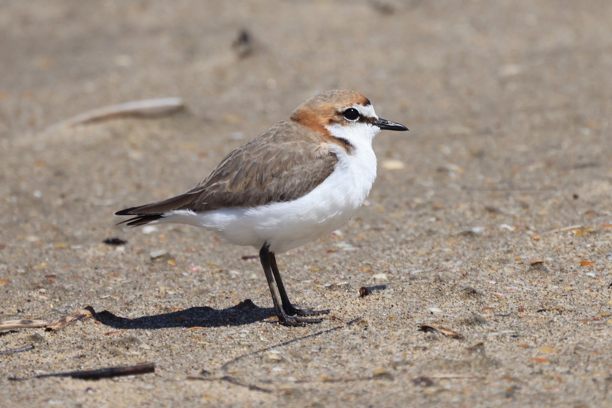 Red-capped Plover - Bay Amelia Reeson