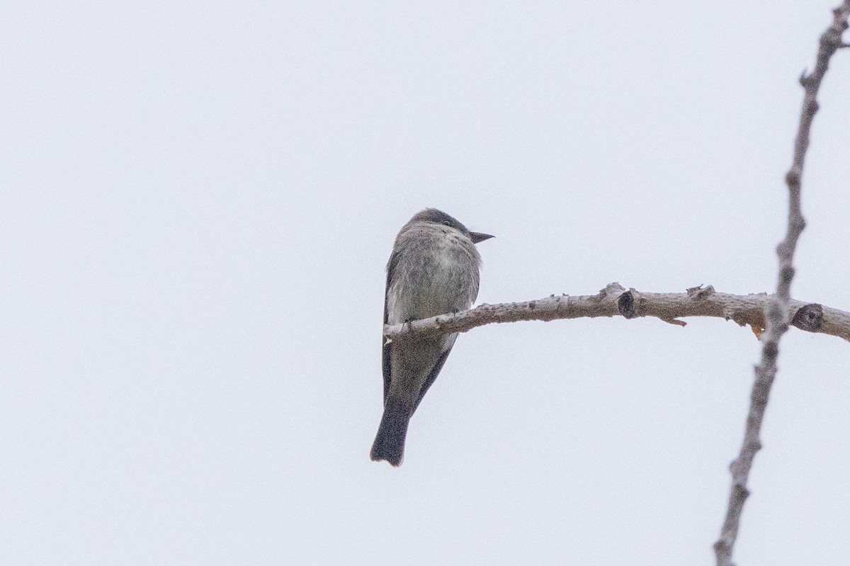 Western Wood-Pewee - Tristan Yoo