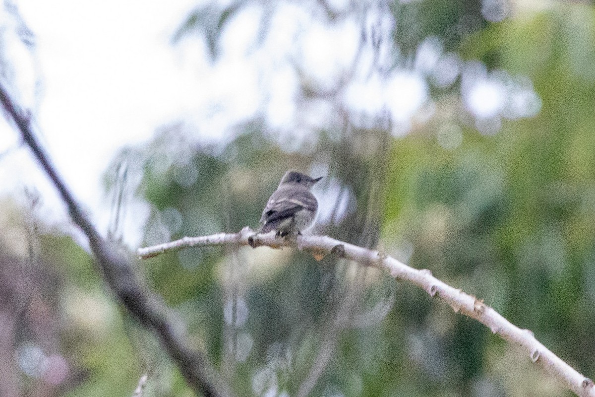 Western Wood-Pewee - ML624051387