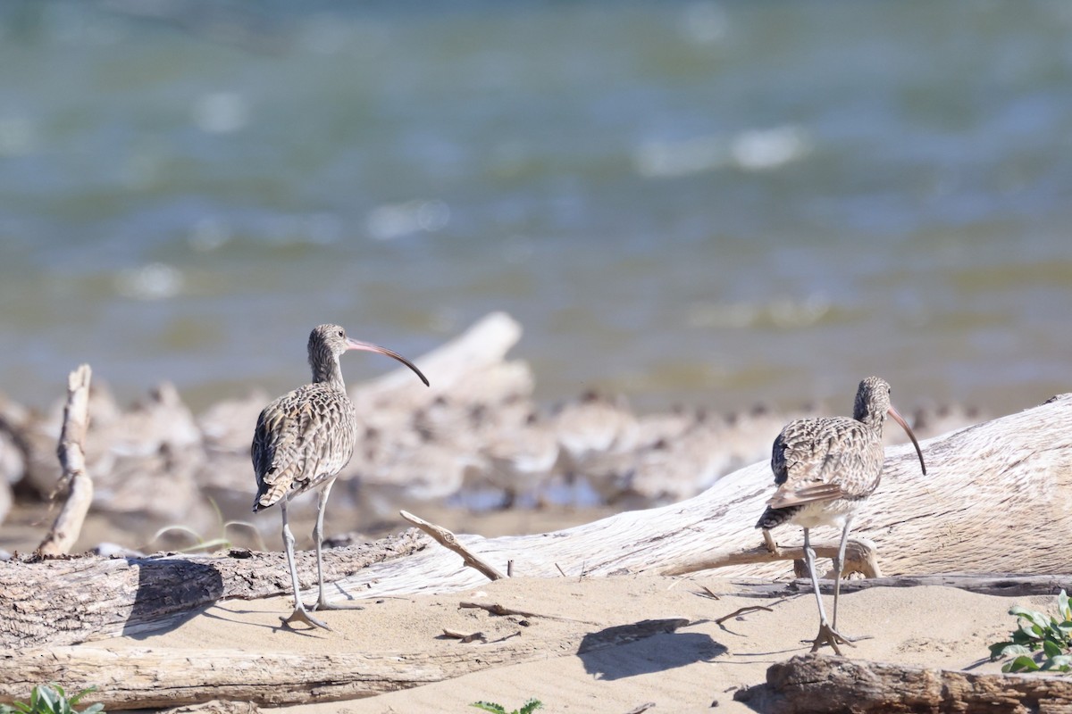 Far Eastern Curlew - ML624051390