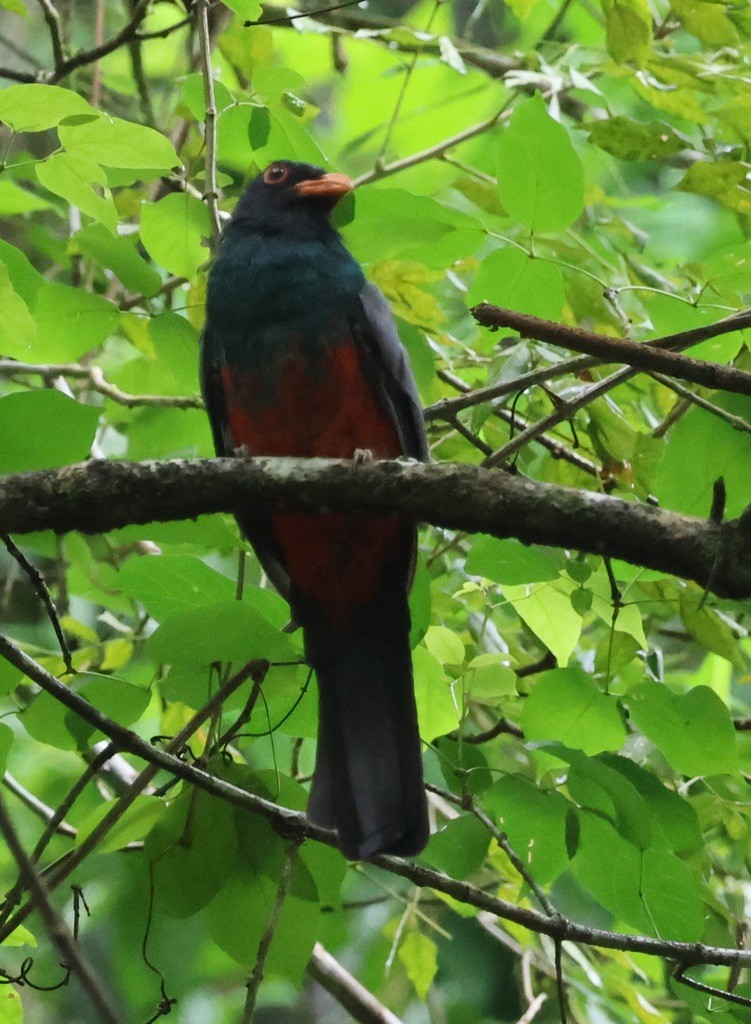 Slaty-tailed Trogon - ML624051391