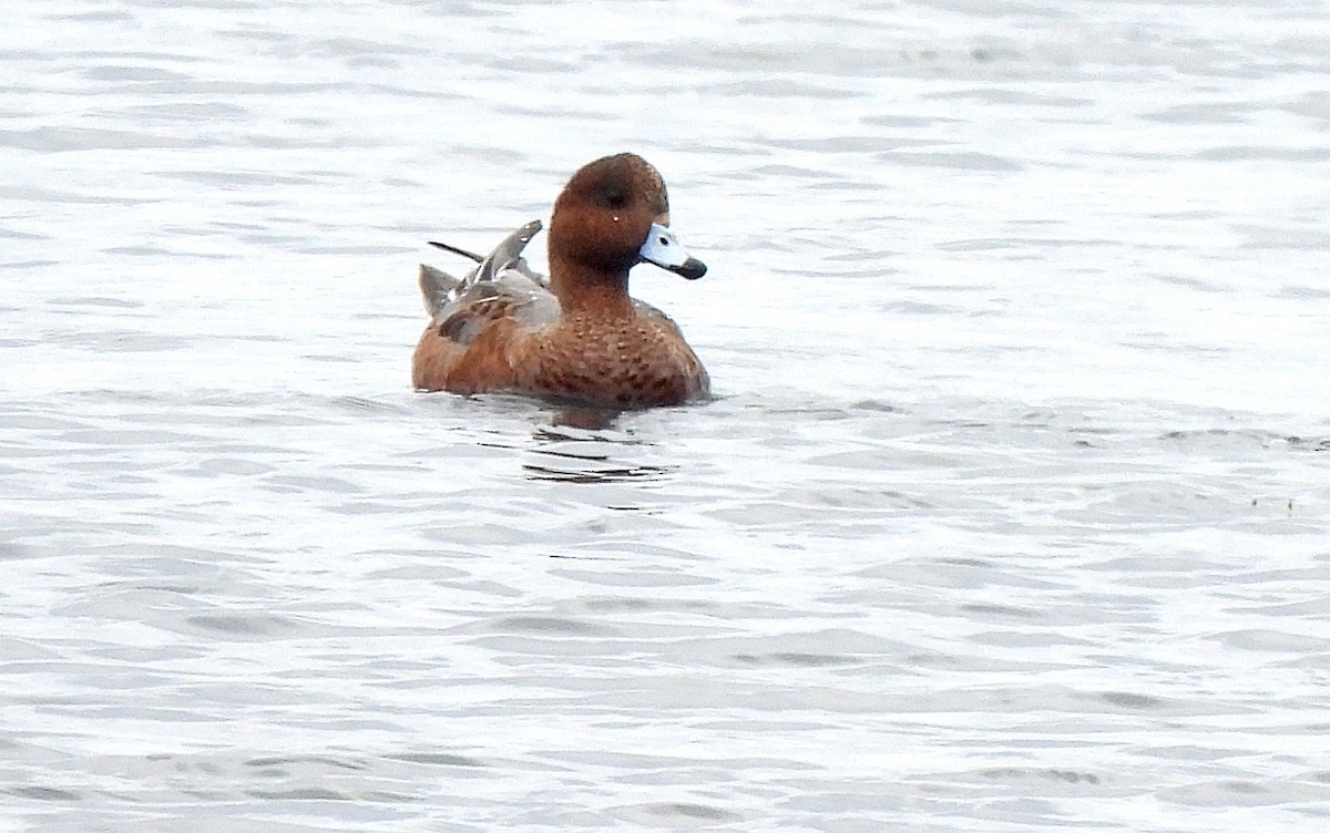 Eurasian Wigeon - ML624051392