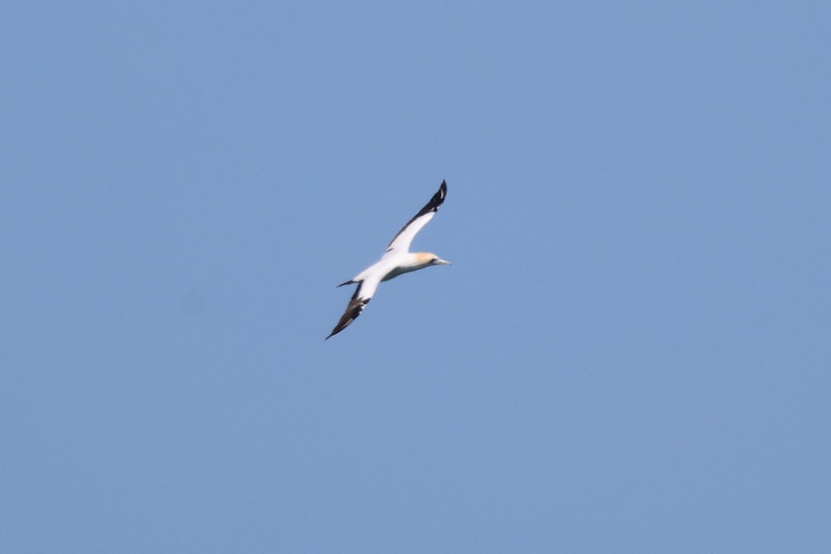 Australasian Gannet - ML624051400