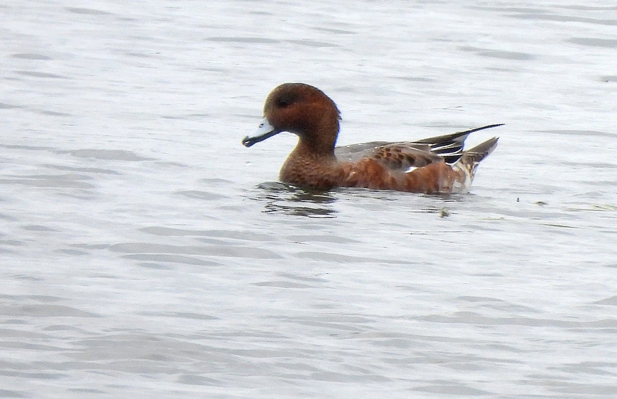 Eurasian Wigeon - Jean Iron