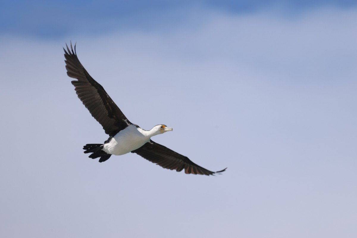 Pied Cormorant - ML624051404