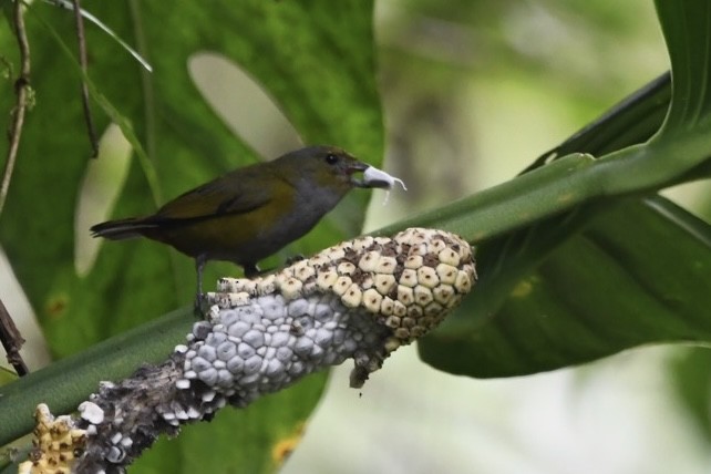 Chestnut-bellied Euphonia - Mario Campagnoli