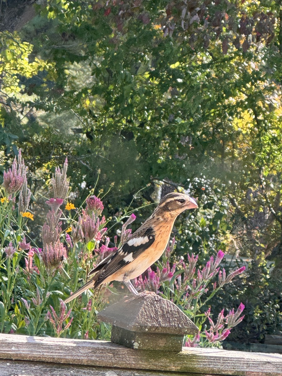 Rose-breasted Grosbeak - ML624051428