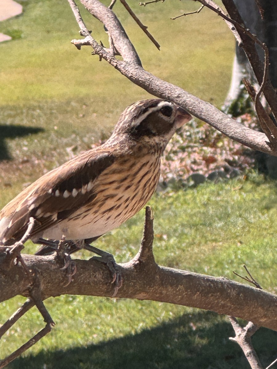 Rose-breasted Grosbeak - ML624051429