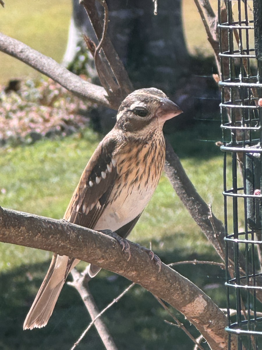 Rose-breasted Grosbeak - ML624051431