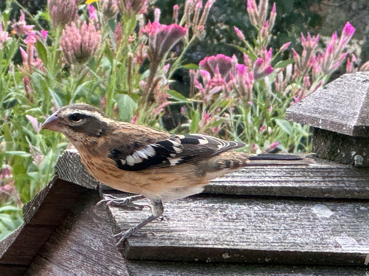 Rose-breasted Grosbeak - ML624051432