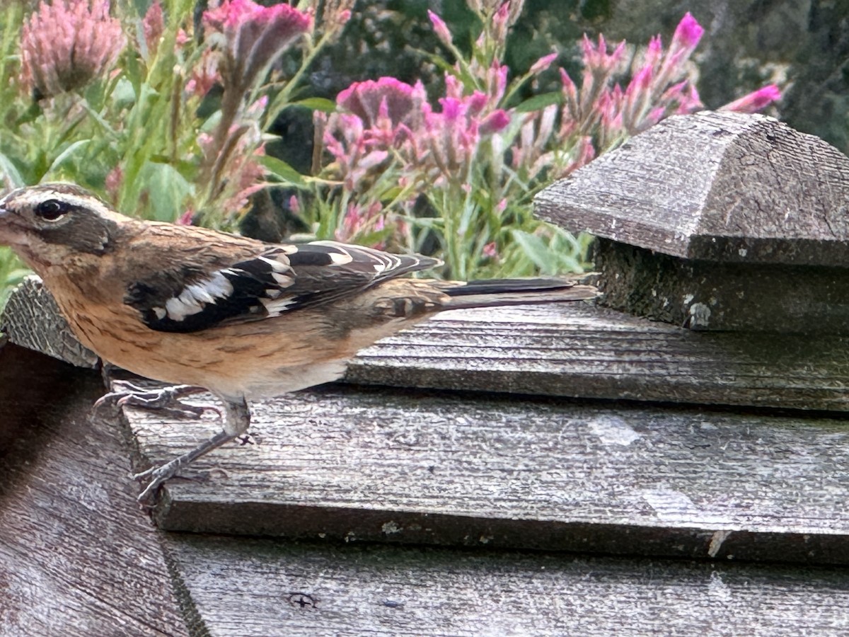 Rose-breasted Grosbeak - ML624051433