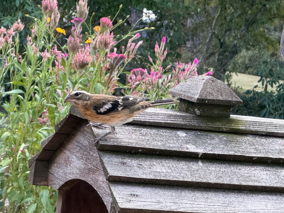 Rose-breasted Grosbeak - Stephen Schutt