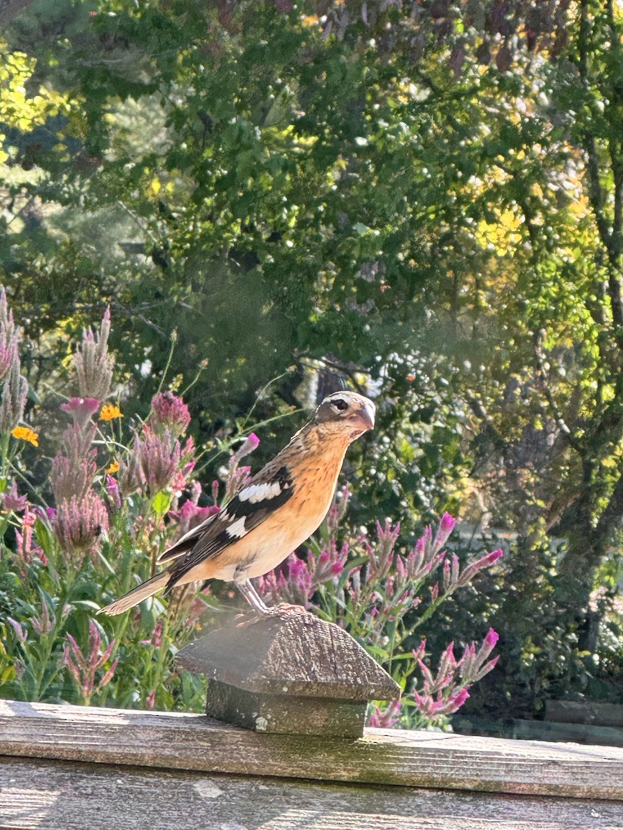 Rose-breasted Grosbeak - ML624051435