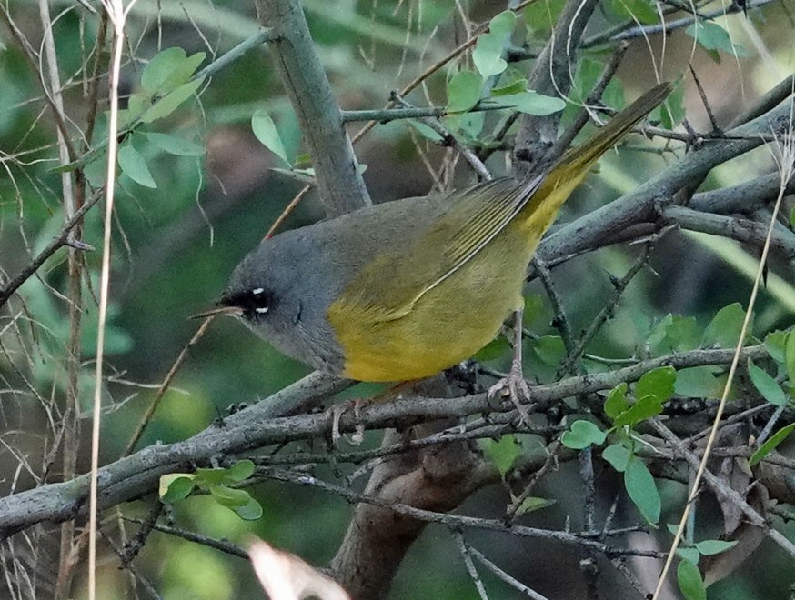 MacGillivray's Warbler - ML624051436