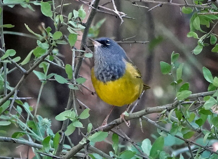 MacGillivray's Warbler - ML624051453