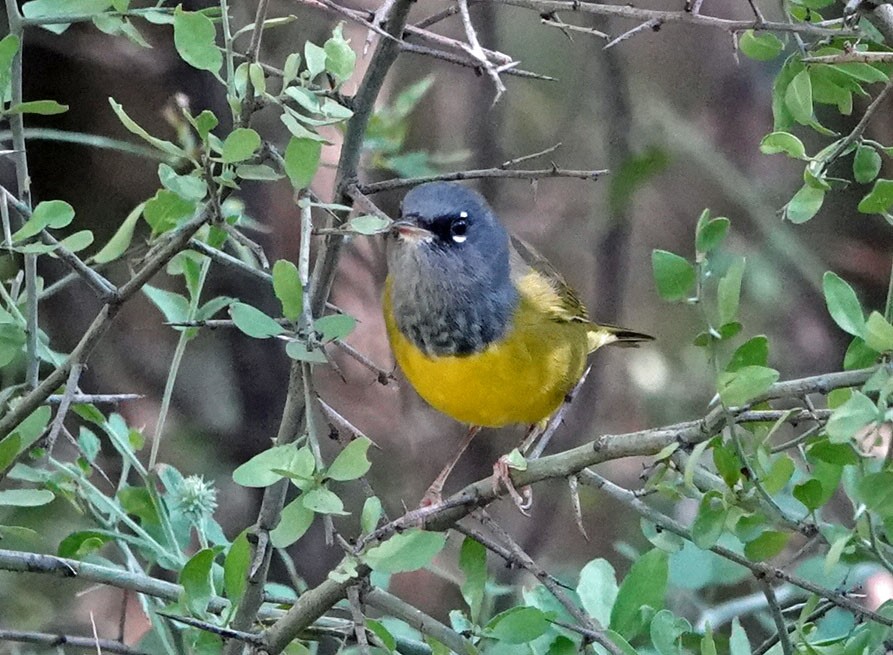 MacGillivray's Warbler - ML624051454