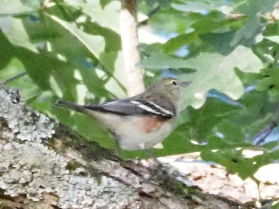 Bay-breasted Warbler - ML624051455