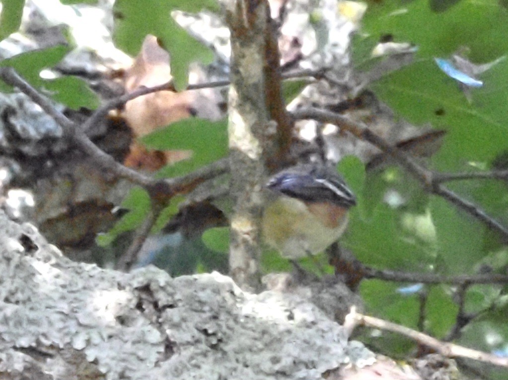 Bay-breasted Warbler - ML624051456