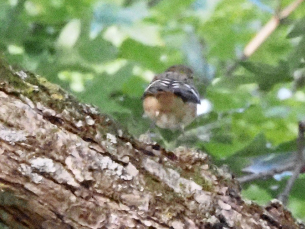 Bay-breasted Warbler - ML624051457