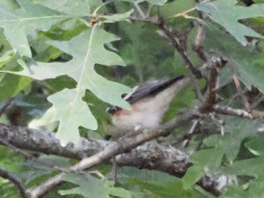 Bay-breasted Warbler - ML624051458