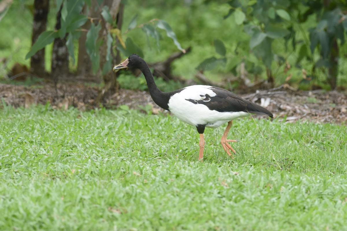 Magpie Goose - ML624051461