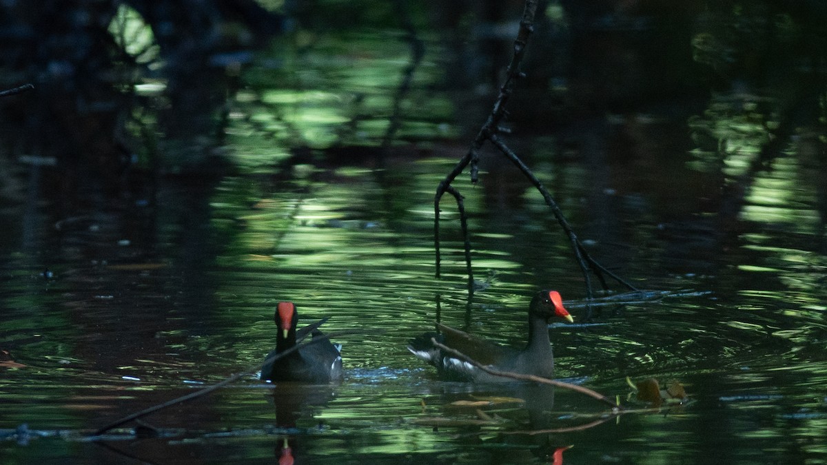 Common Gallinule - ML624051475