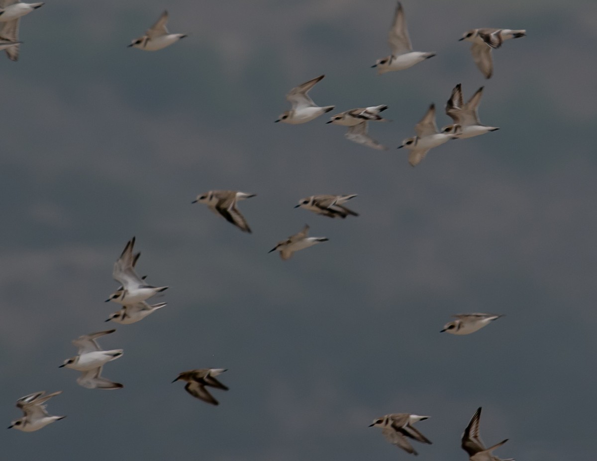 Snowy Plover - ML624051477