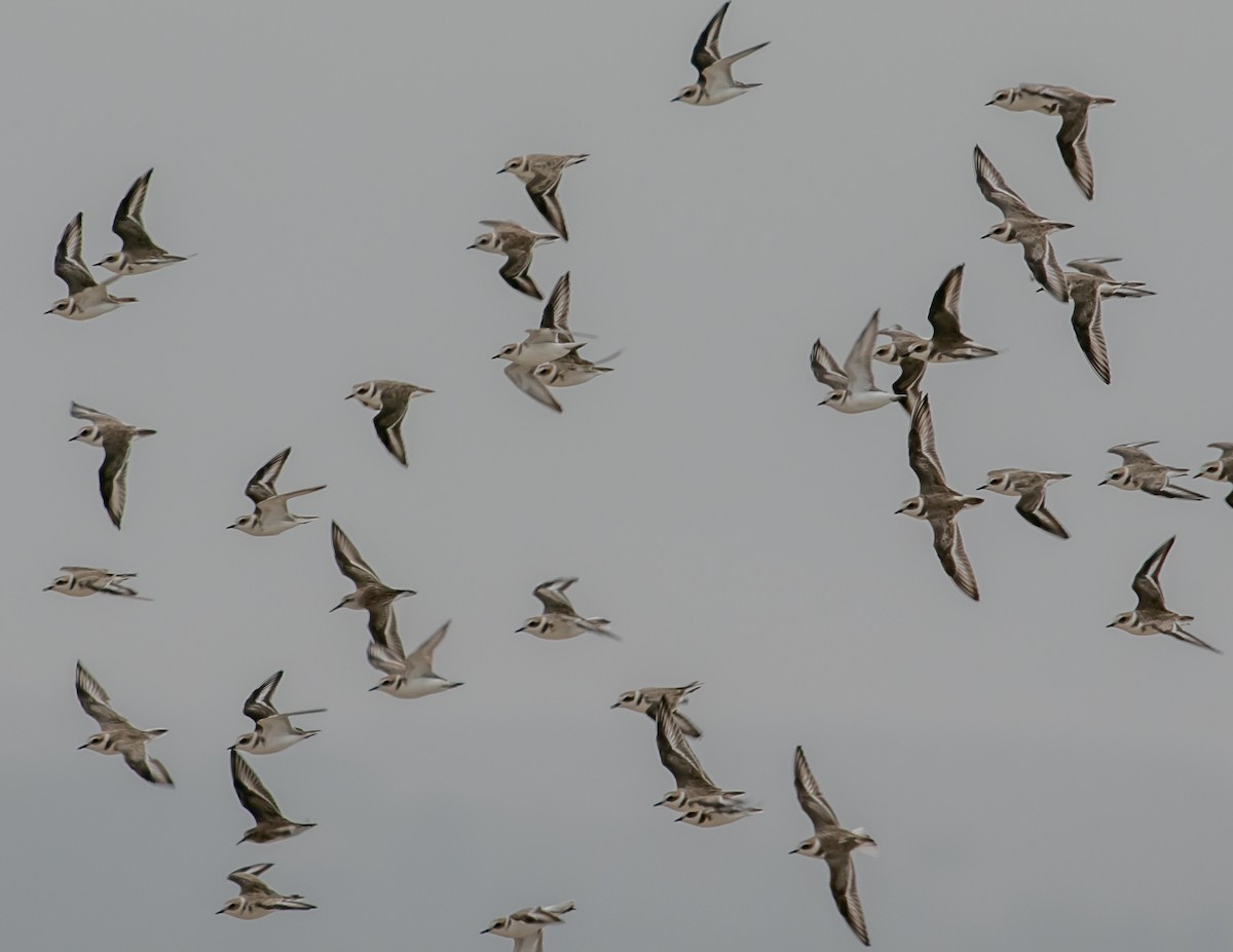 Snowy Plover - ML624051478