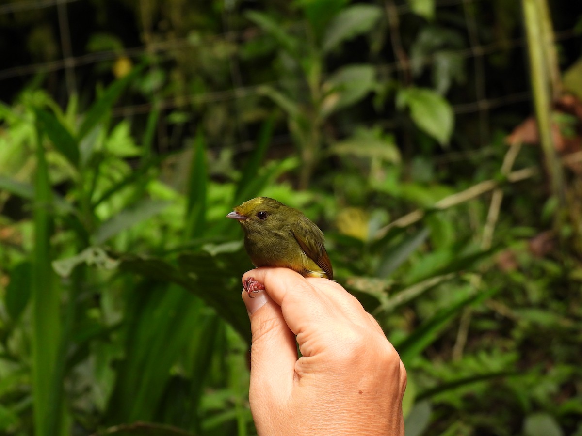 Golden-winged Manakin - Shawn McMahon