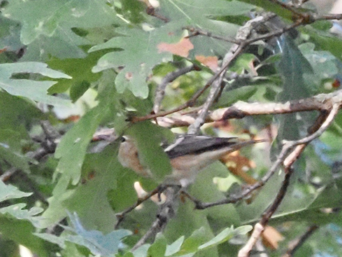 Bay-breasted Warbler - ML624051497