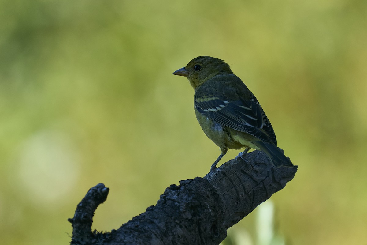 Western Tanager - ML624051500