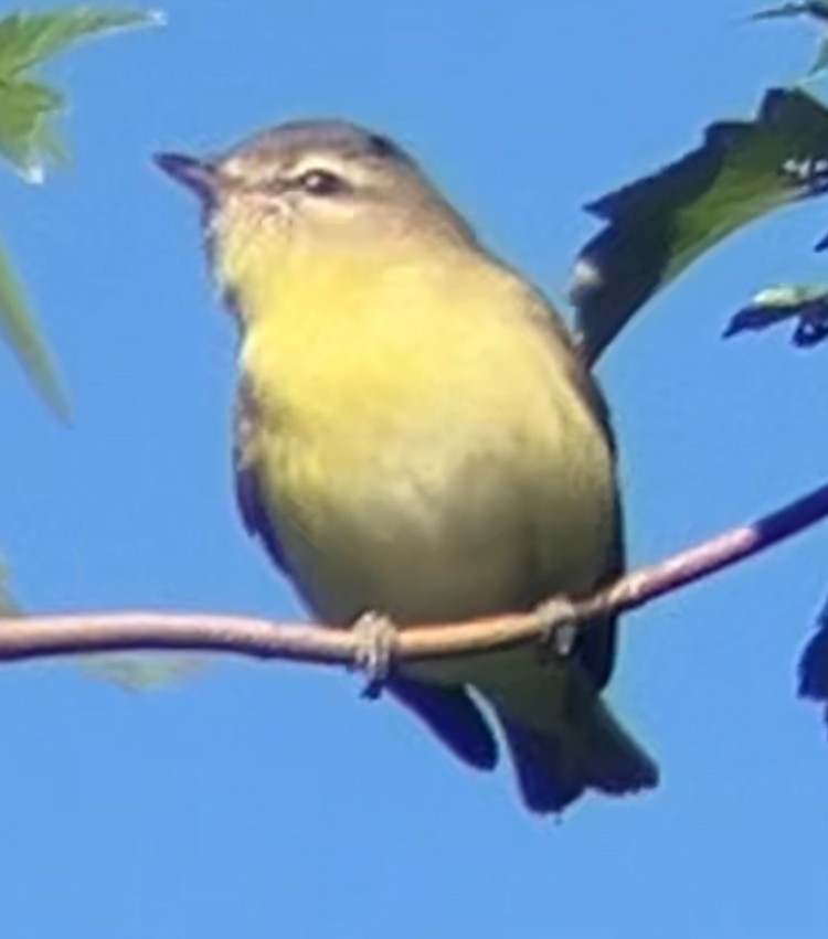 Philadelphia Vireo - ML624051508