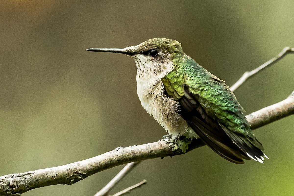 Ruby-throated Hummingbird - ML624051514