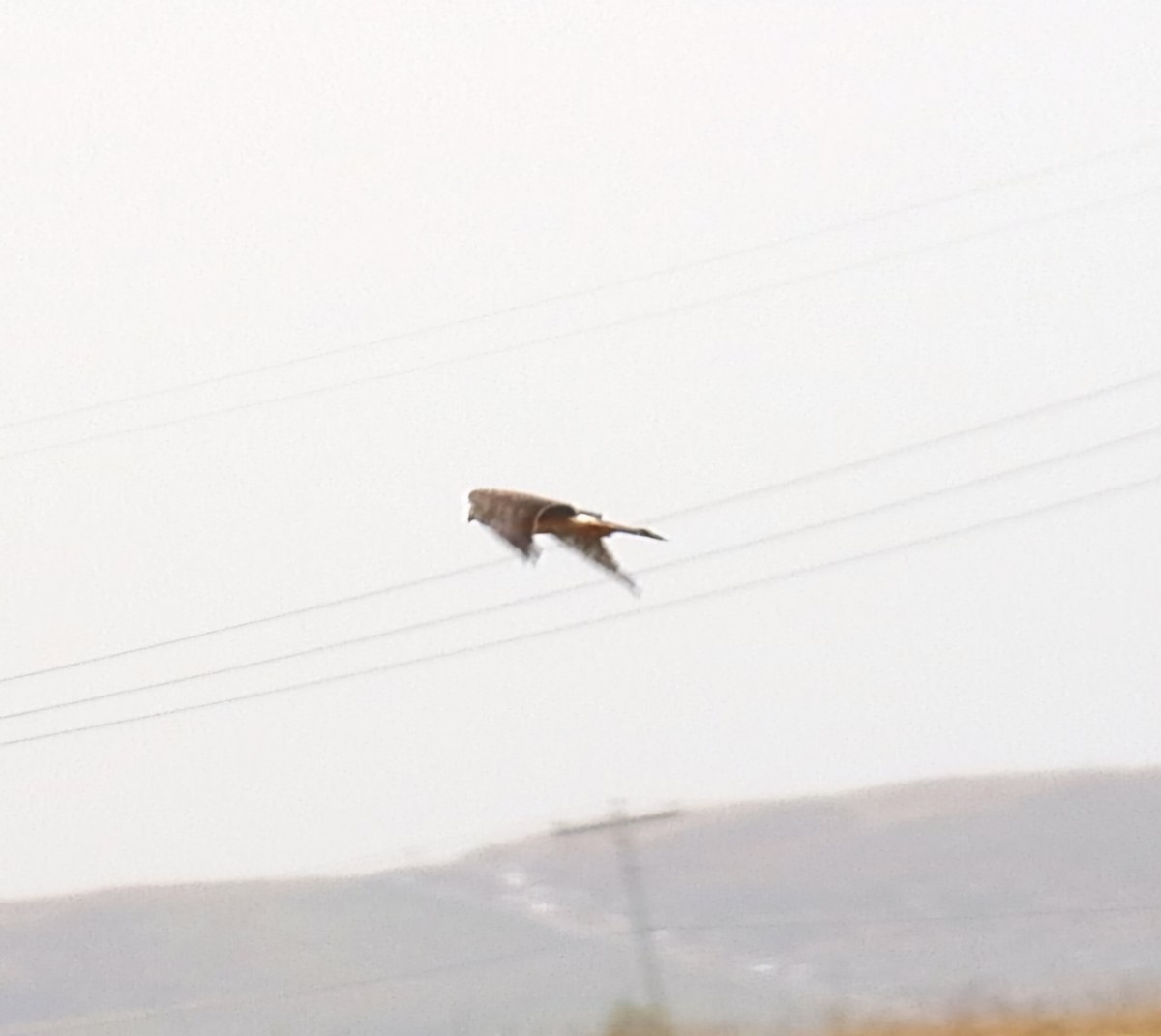 Northern Harrier - Christoph Benning